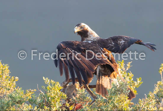 Spannish imperial eagle (Aquila adalberti)-3