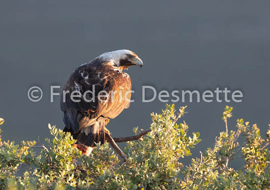 Spannish imperial eagle (Aquila adalberti)-4