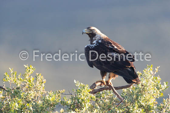 Spannish imperial eagle (Aquila adalberti)-5