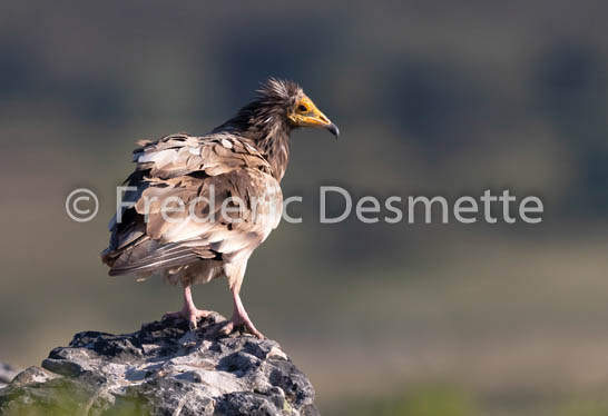 Egyptian vulture (Neophron percnopterus)-27