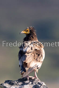 Egyptian vulture (Neophron percnopterus)-28