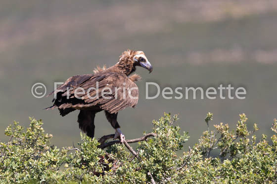 Black vulture (Aegypius monachus)-9