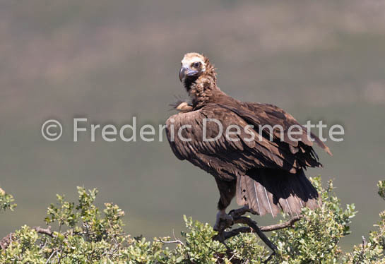 Black vulture (Aegypius monachus)-10