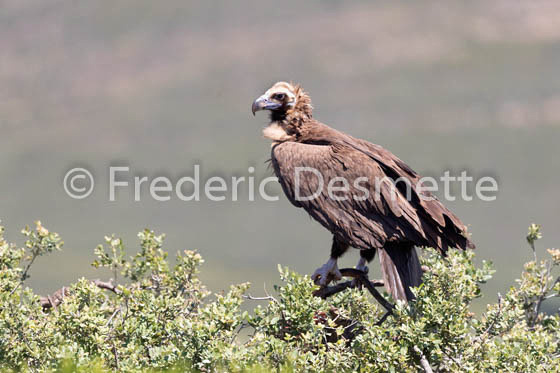 Black vulture (Aegypius monachus)-11