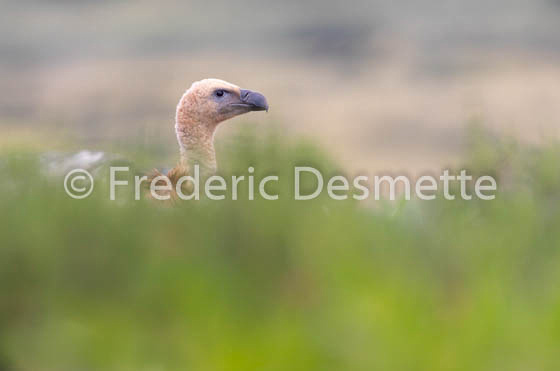 Griffon vulture (Gyps fulvus)-31