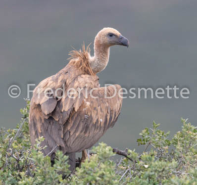 Griffon vulture (Gyps fulvus)-33