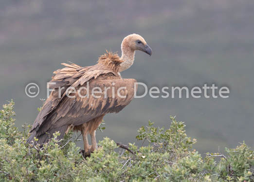 Griffon vulture (Gyps fulvus)-34