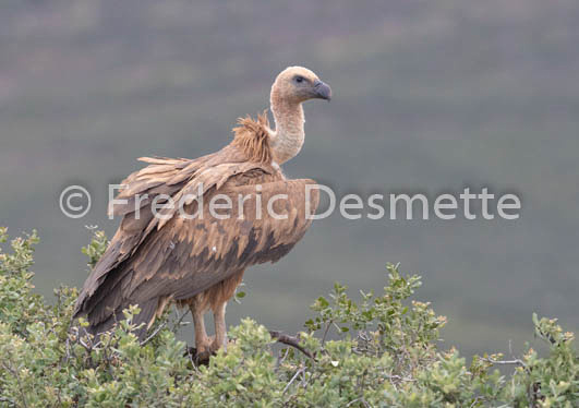 Griffon vulture (Gyps fulvus)-35