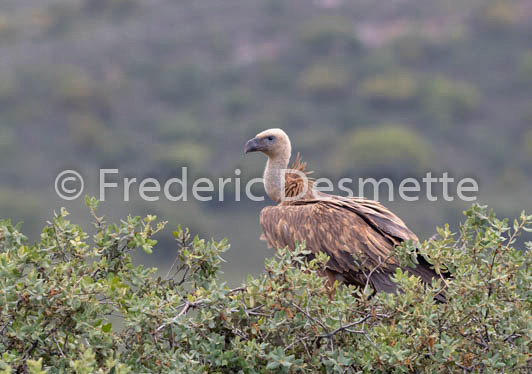 Griffon vulture (Gyps fulvus)-36