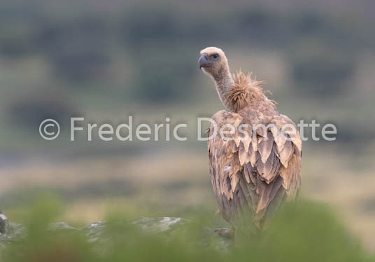 Griffon vulture (Gyps fulvus)-37