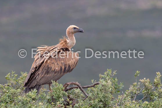 Griffon vulture (Gyps fulvus)-38