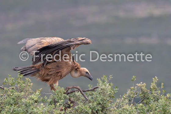Griffon vulture (Gyps fulvus)-39
