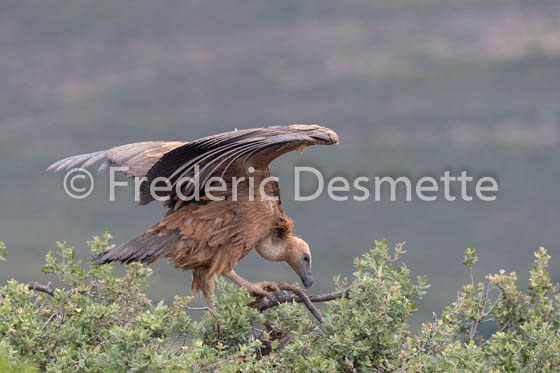 Griffon vulture (Gyps fulvus)-40