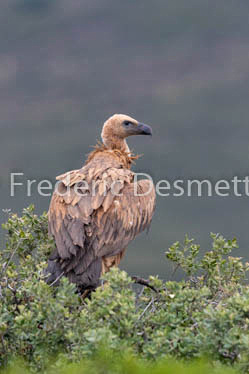 Griffon vulture (Gyps fulvus)-41
