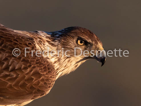 Bonelli`s eagle (Aquila fasciata)-326