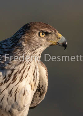 Bonelli`s eagle (Aquila fasciata)-327