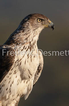 Bonelli`s eagle (Aquila fasciata)-328