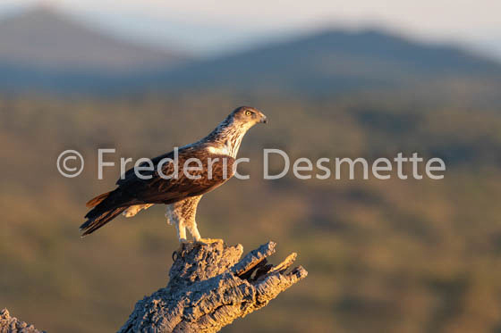 Bonelli`s eagle (Aquila fasciata)-398