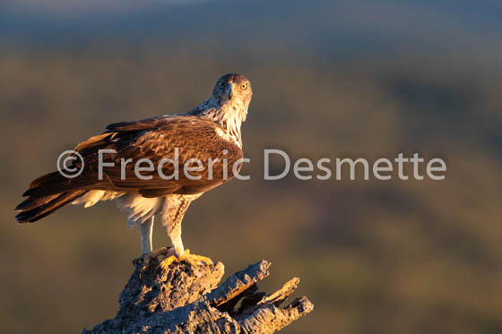 Bonelli`s eagle (Aquila fasciata)-399
