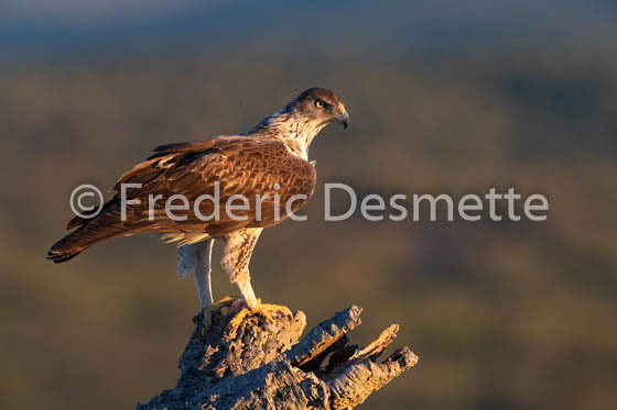 Bonelli`s eagle (Aquila fasciata)-52