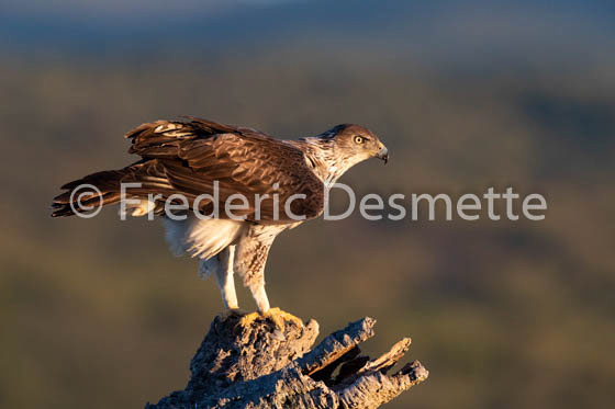 Bonelli`s eagle (Aquila fasciata)-400