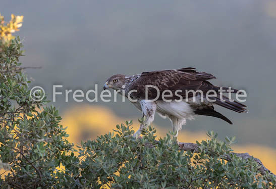Bonelli`s eagle (Aquila fasciata)-401