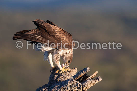 Bonelli`s eagle (Aquila fasciata)-402