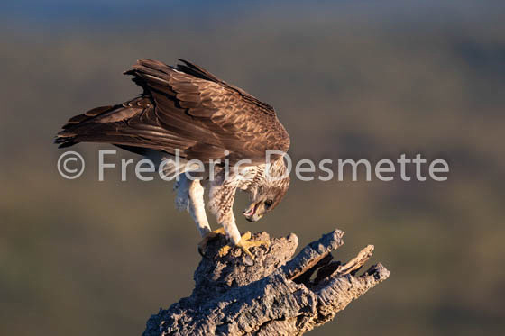 Bonelli`s eagle (Aquila fasciata)-403