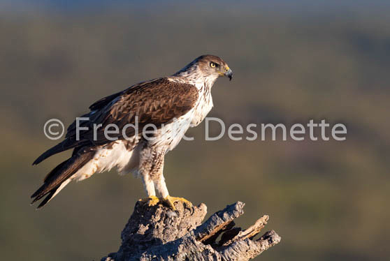 Bonelli`s eagle (Aquila fasciata)-16