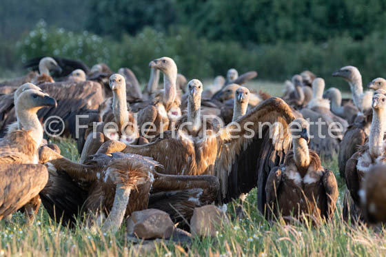 Griffon vulture (Gyps fulvus)-42