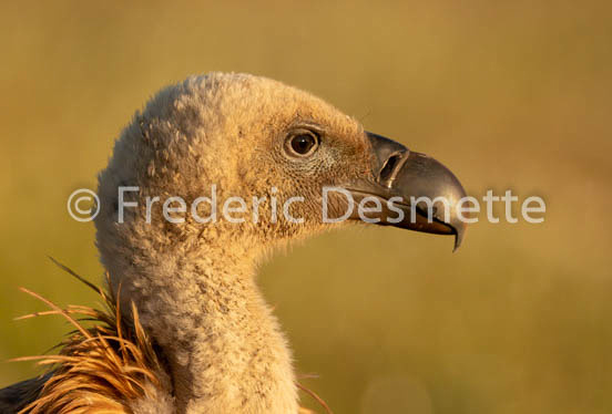 Griffon vulture (Gyps fulvus)-44