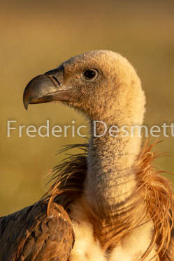 Griffon vulture (Gyps fulvus)-45