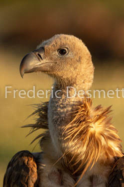 Griffon vulture (Gyps fulvus)-46