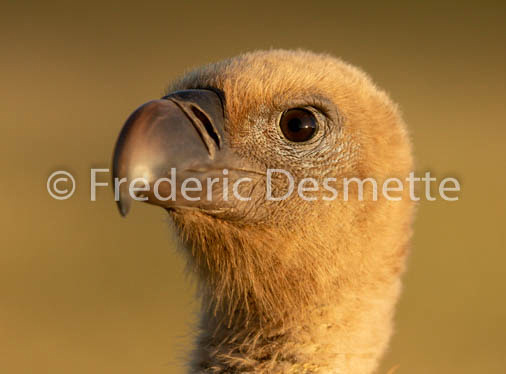 Griffon vulture (Gyps fulvus)-47