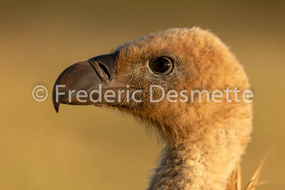 Griffon vulture (Gyps fulvus)-48