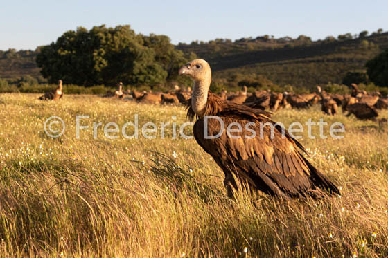 Griffon vulture (Gyps fulvus)-51