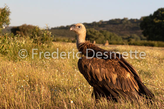 Griffon vulture (Gyps fulvus)-52