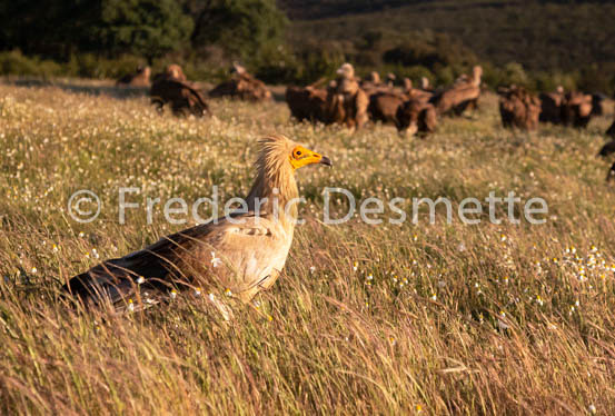 Egyptian vulture (Neophron percnopterus)-30