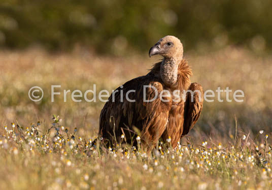 Griffon vulture (Gyps fulvus)-53