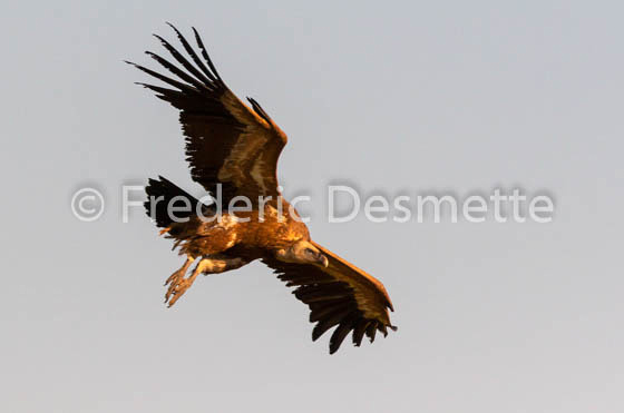Griffon vulture (Gyps fulvus)-54