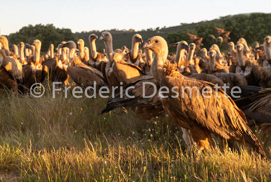 Griffon vulture (Gyps fulvus)-55