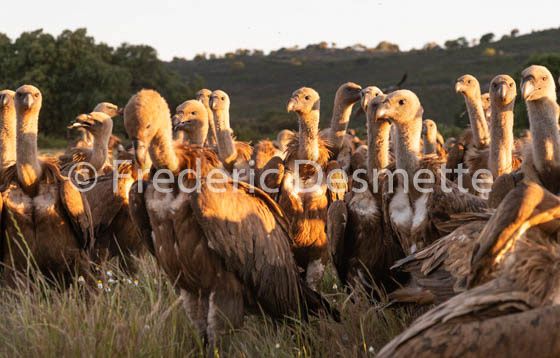 Griffon vulture (Gyps fulvus)-57