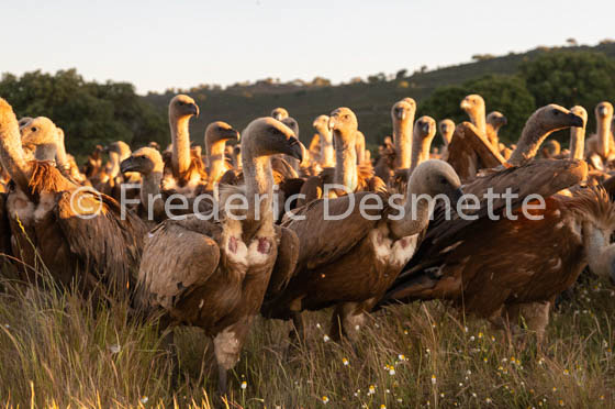 Griffon vulture (Gyps fulvus)-59