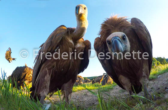 Griffon vulture (Gyps fulvus)-65