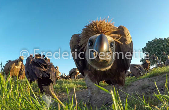 Griffon vulture (Gyps fulvus)-64