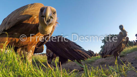 Griffon vulture (Gyps fulvus)-63
