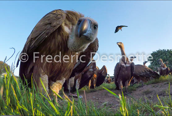 Griffon vulture (Gyps fulvus)-62