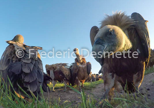 Griffon vulture (Gyps fulvus)-61
