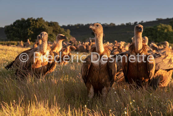 Griffon vulture (Gyps fulvus)-67