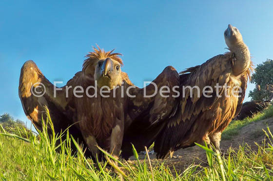 Griffon vulture (Gyps fulvus)-68